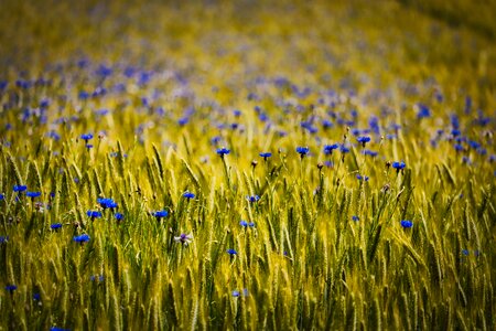 Summer field agriculture photo