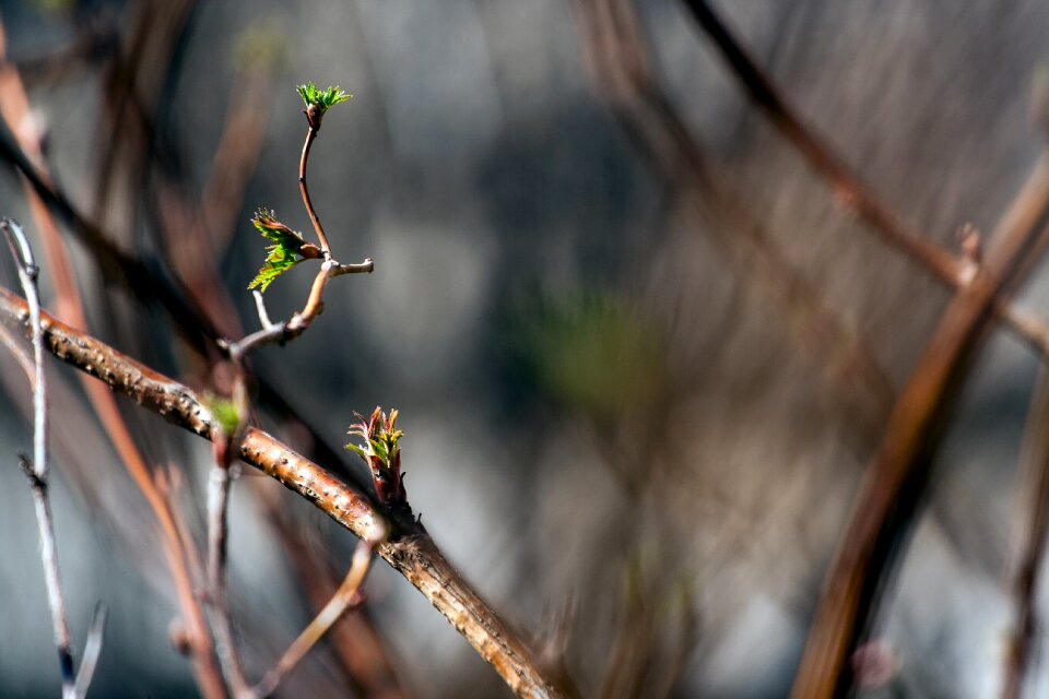 In the spring beautiful macro