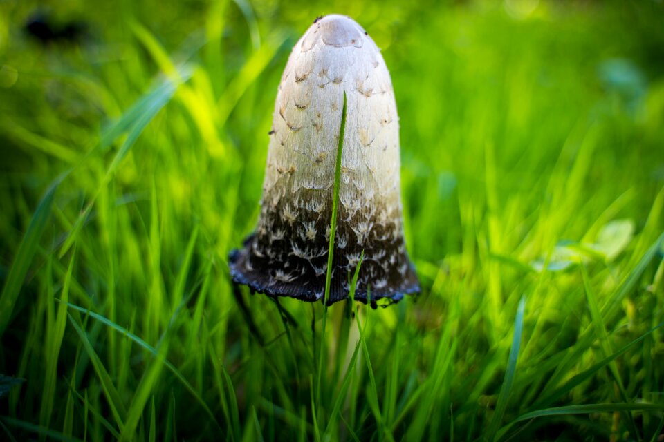 Green white screen fungus