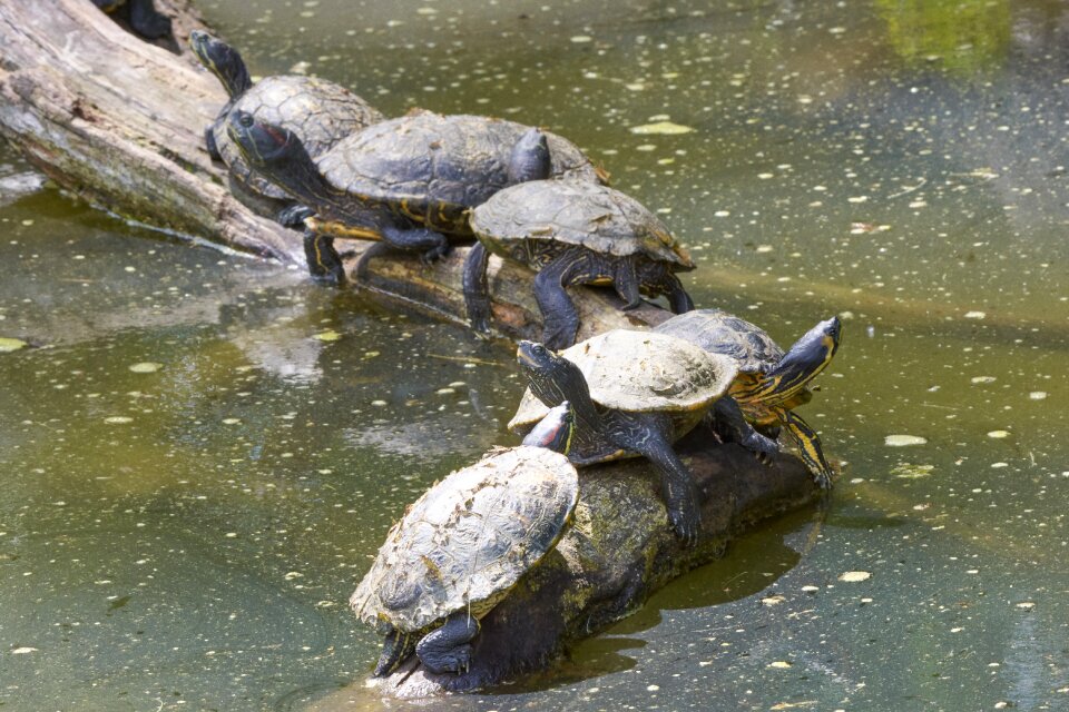 Family nature reptile
