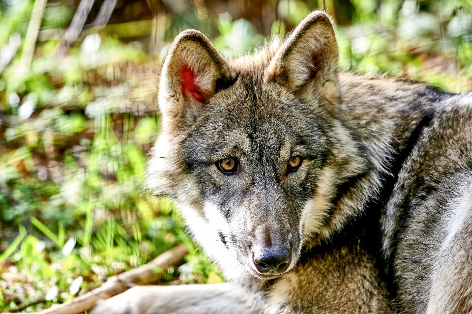 Schorfheide brandenburg animal