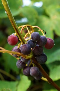 Fruits wet drop of water