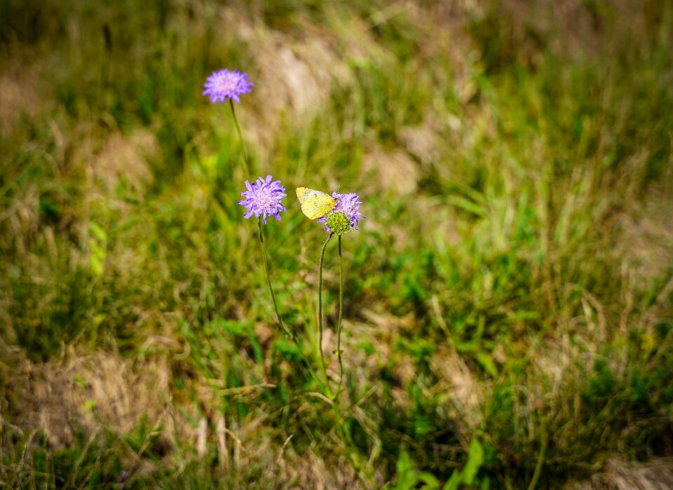 Flowers bloom purple flowers