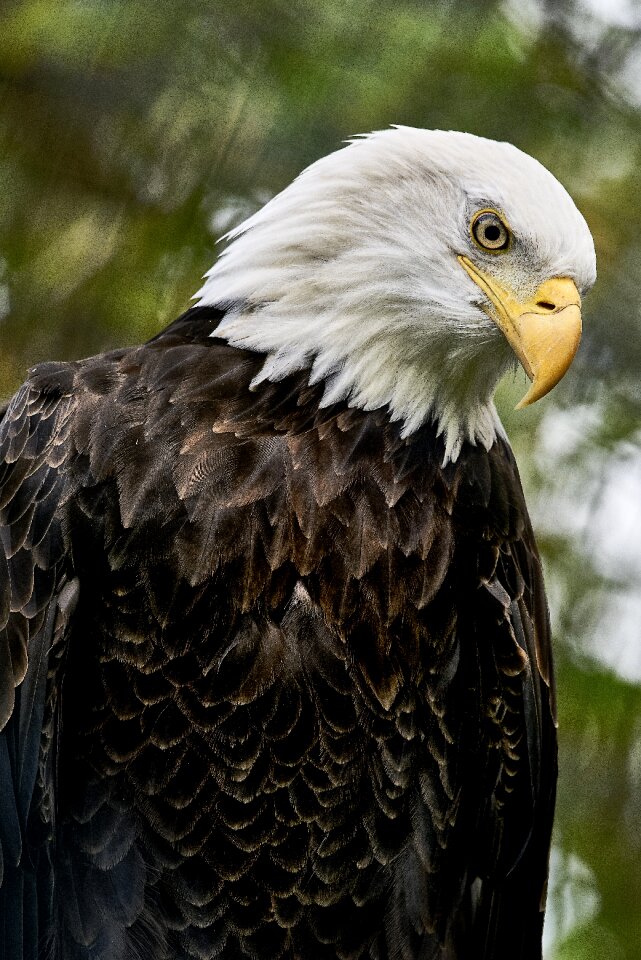 Bird of prey animal zoo