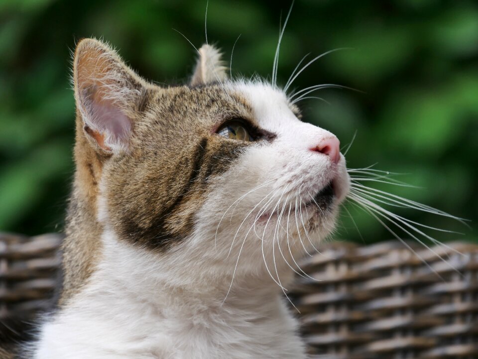 Cat portrait close up photo