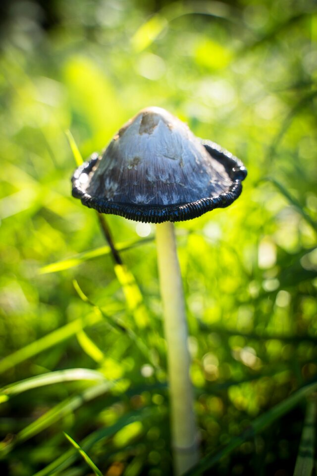 Green white screen fungus