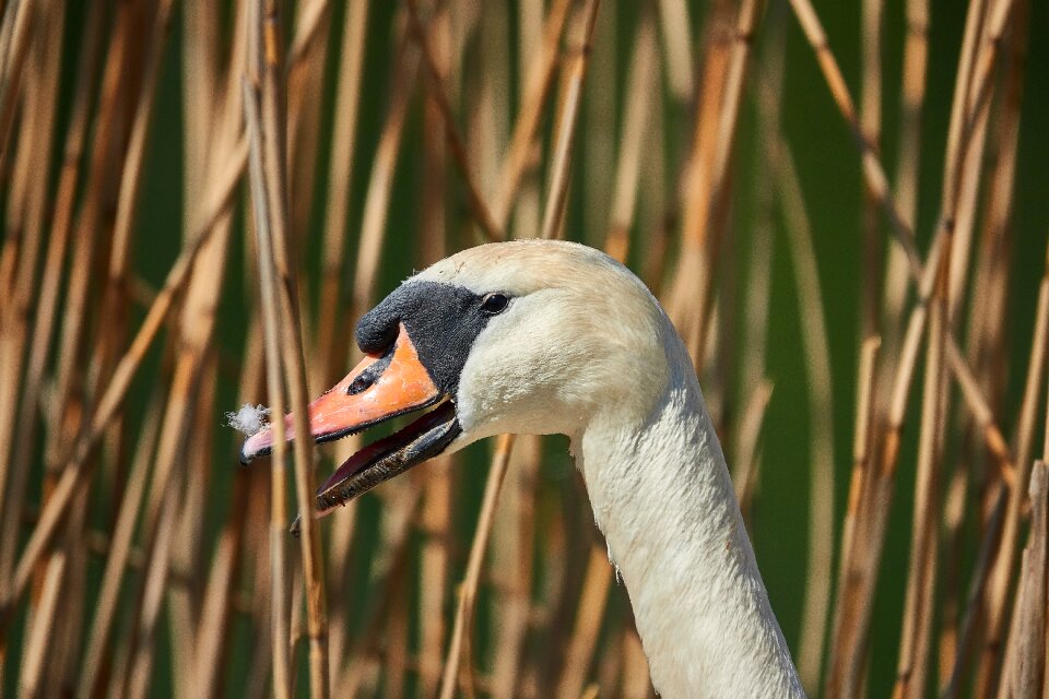 Water bird water bird