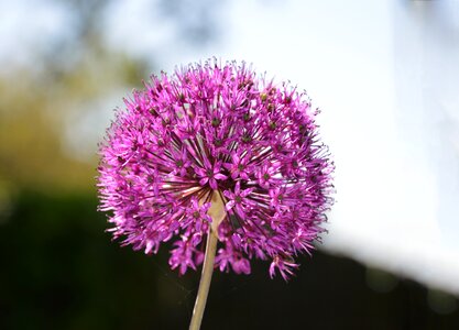 Purple flower flower Free photos