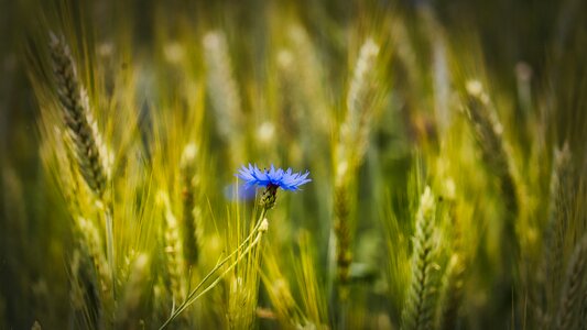 Summer field agriculture photo