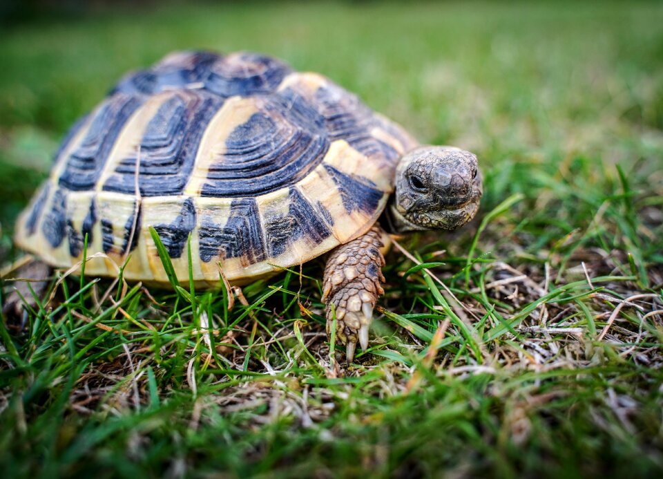 Animal little turtle armored