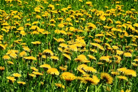 Lawn flower sonchus oleraceus
