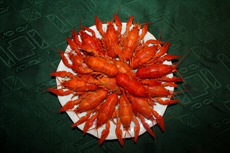 Food appetizer crayfish on a plate