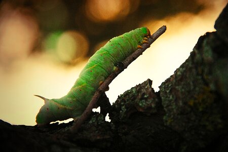 Caterpillar larva butterfly photo