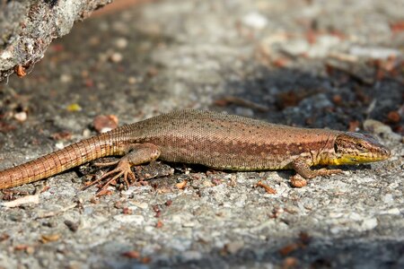 Stone ground animal world photo