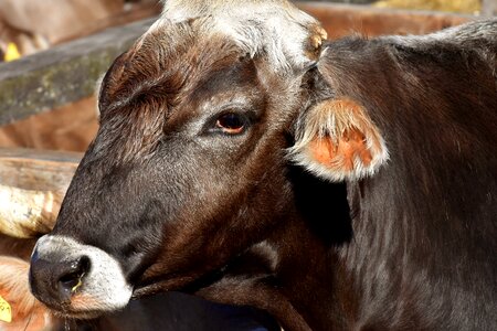 Hoofed animals good aiderbichl sanctuary photo