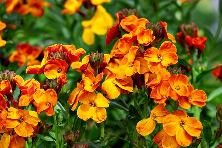 Bloom strong bell flower greenhouse