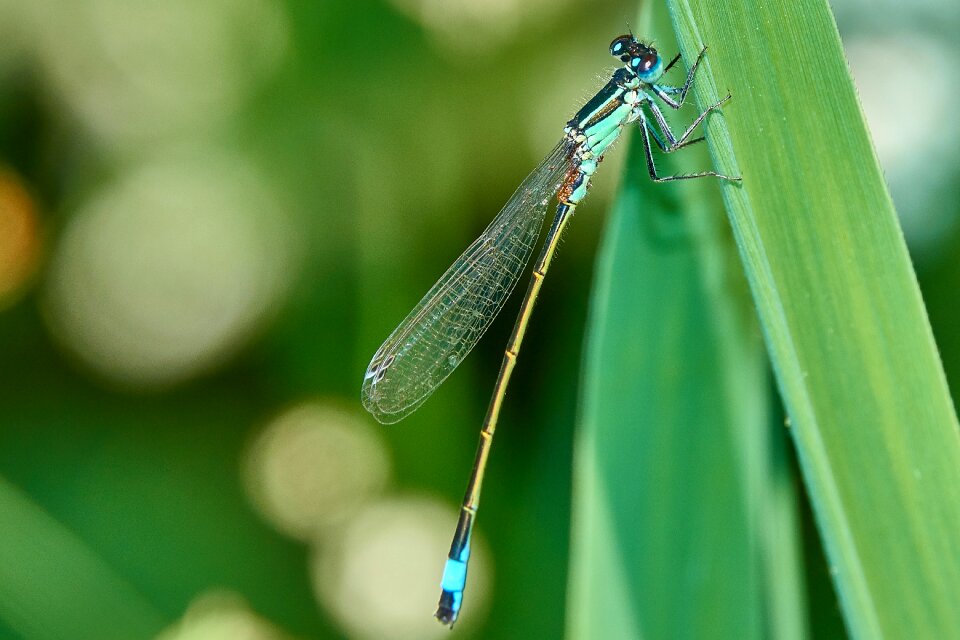 Insect summer wing