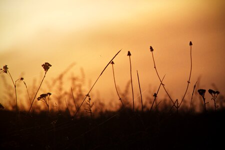 Nature grass spider web
