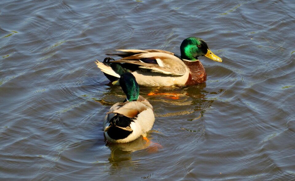Early summer feather mallards