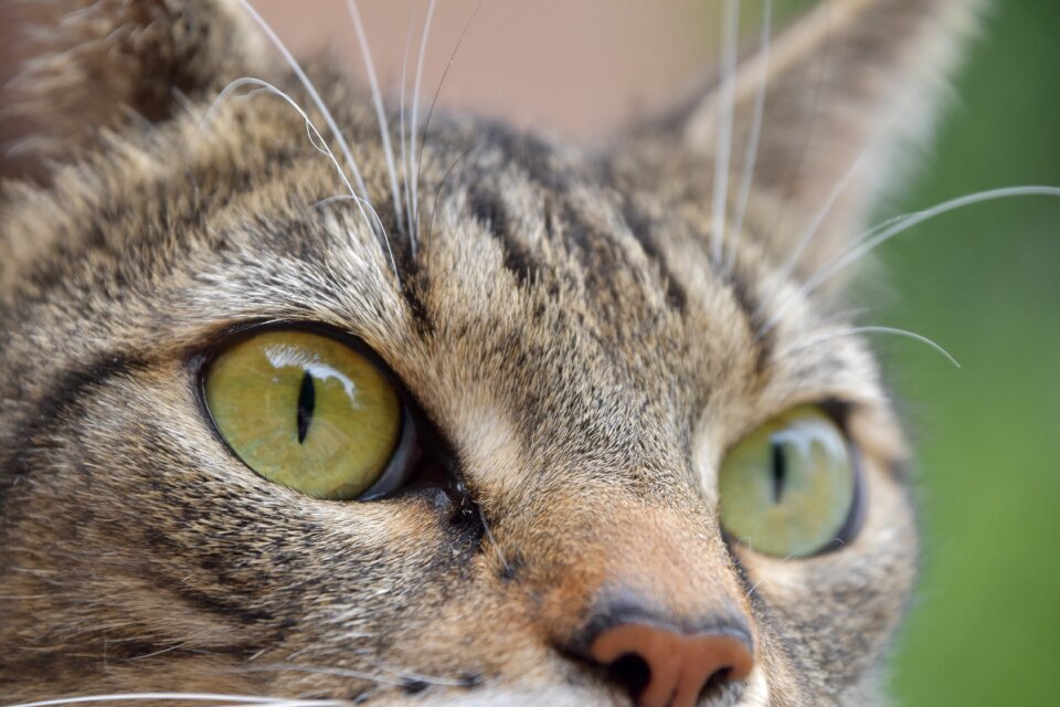 Feline animal tabby cat