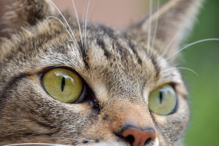 Feline animal tabby cat