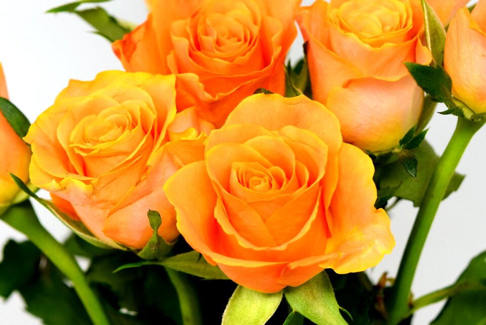 Bloom nature rose blooms