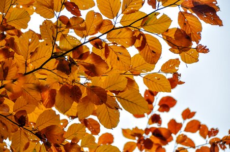 Tree fall foliage colorful photo