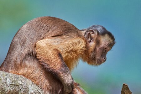Cute small furry