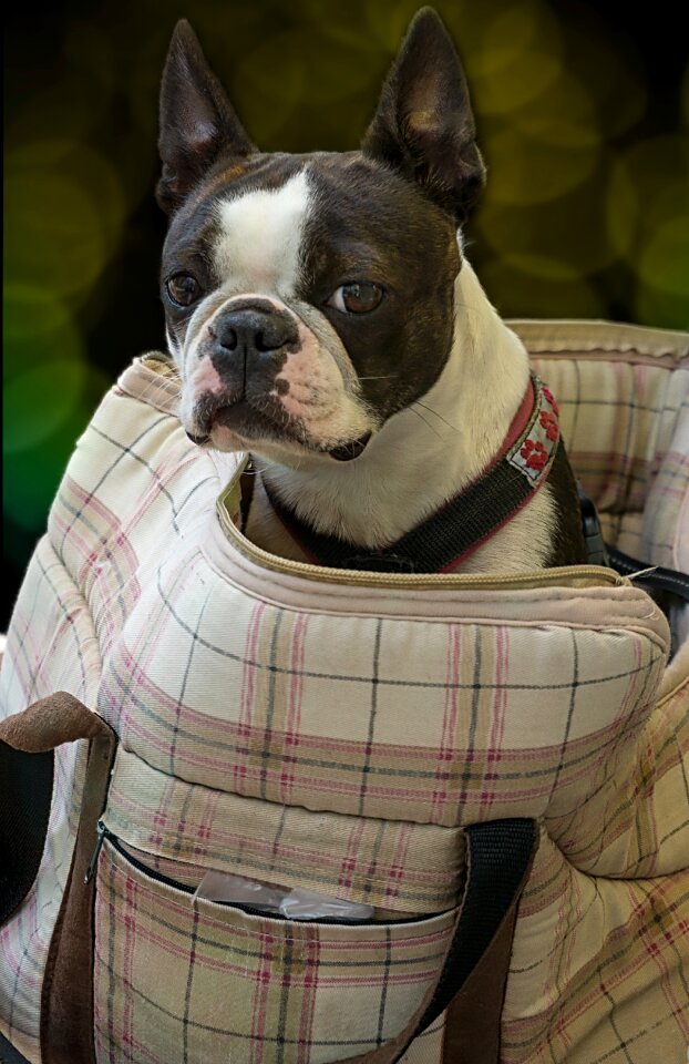 Carrying bag sit pet