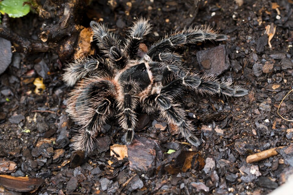 Birdeater spider tarantula