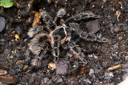 Birdeater spider tarantula