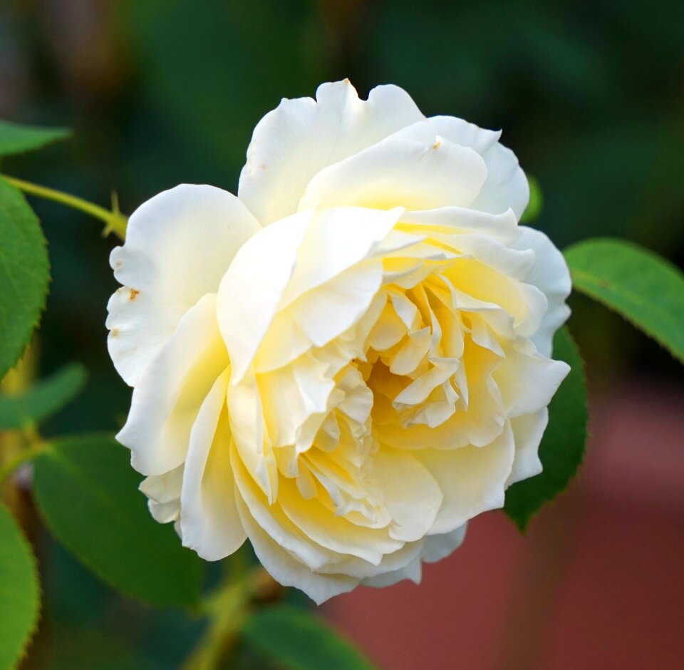 White flower rose bloom