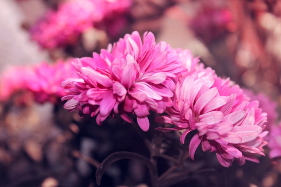 Nature plant flowers