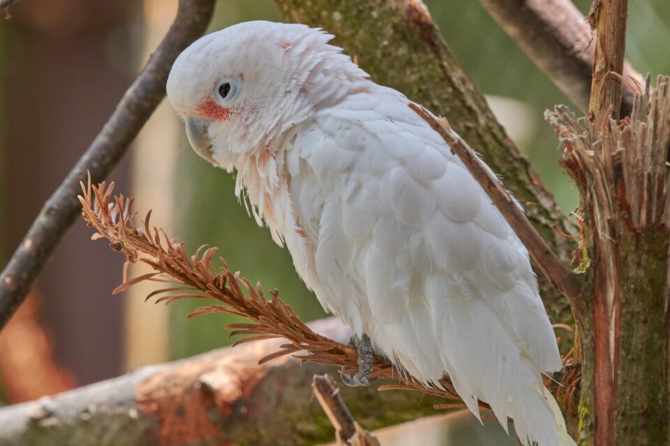 Australia bill pet