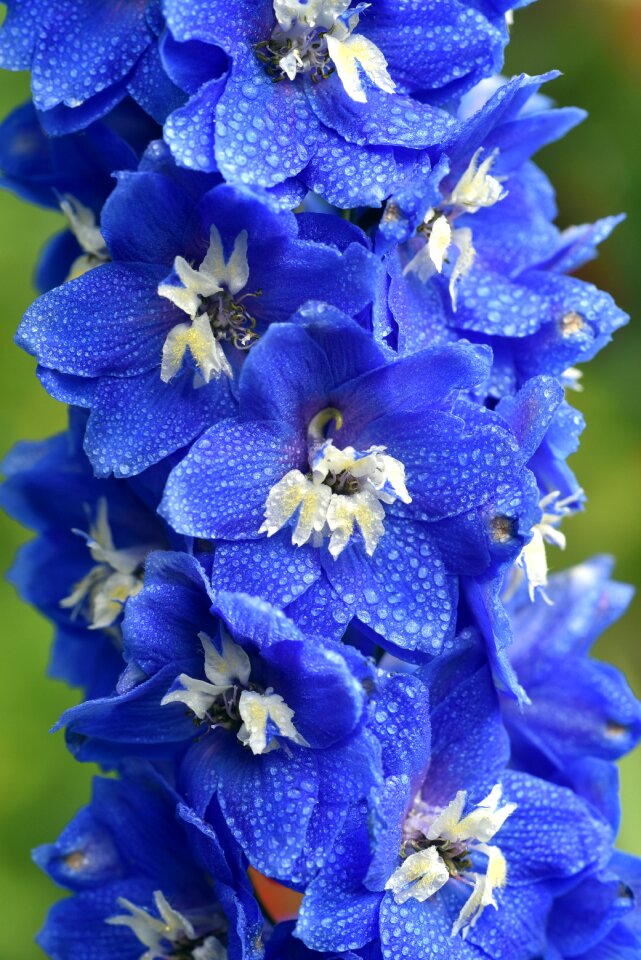 Blossom bloom blue