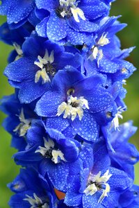 Blossom bloom blue