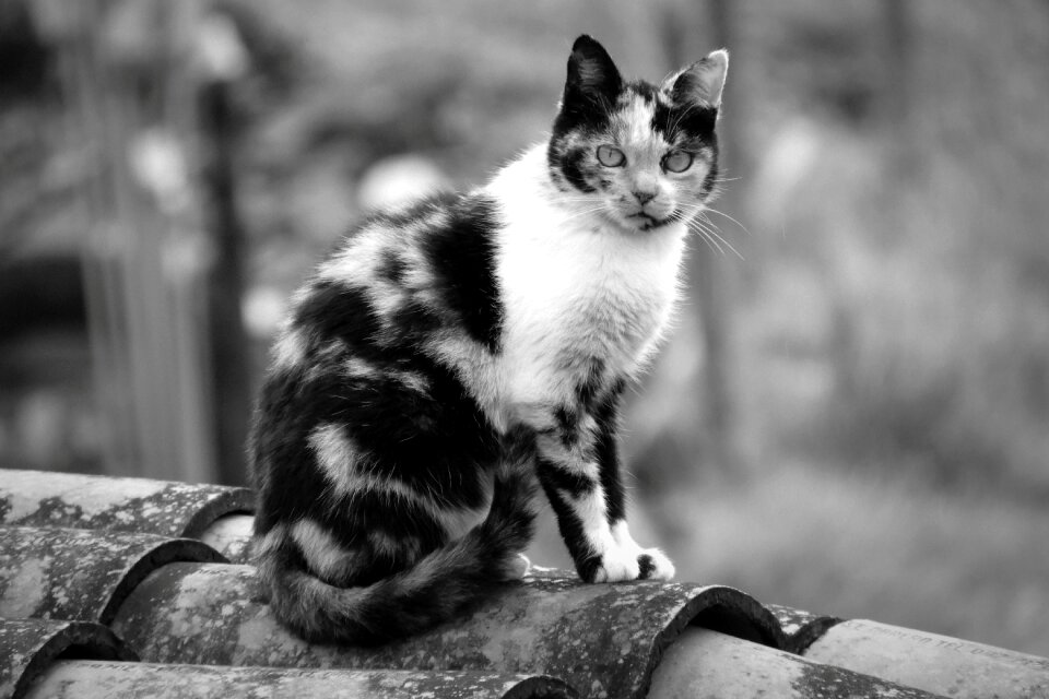 Feline funny colombia