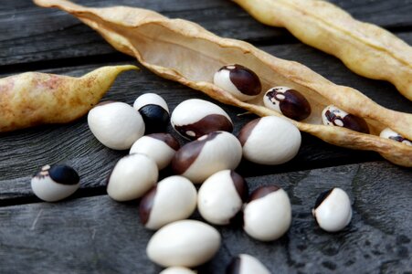 Garden bean garden pole beans