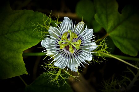 United private nature flower