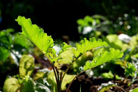 Brown cabbage kohl garden