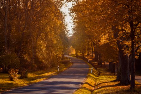 Landscape nature yellow