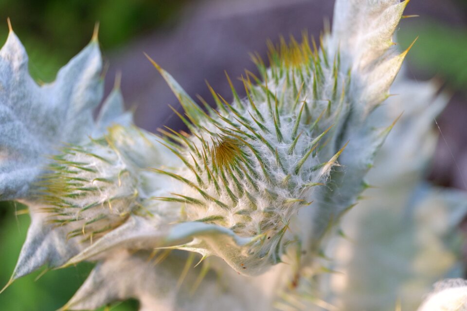 Blossom bloom composites