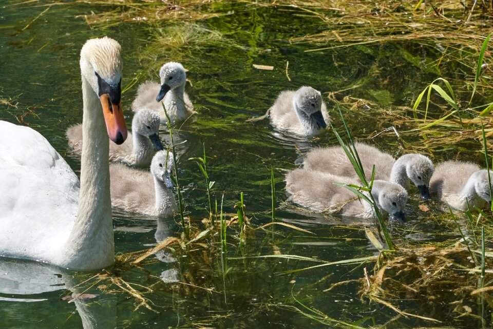 Water animal world bird
