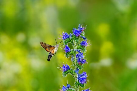 Hummingbird hawk moth macroglossum stellatarum dove tail photo