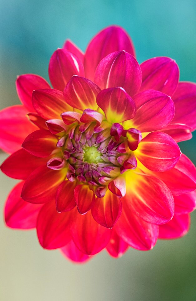 Pink blossom bloom
