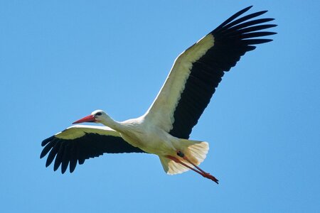 Bird rattle stork white stork photo