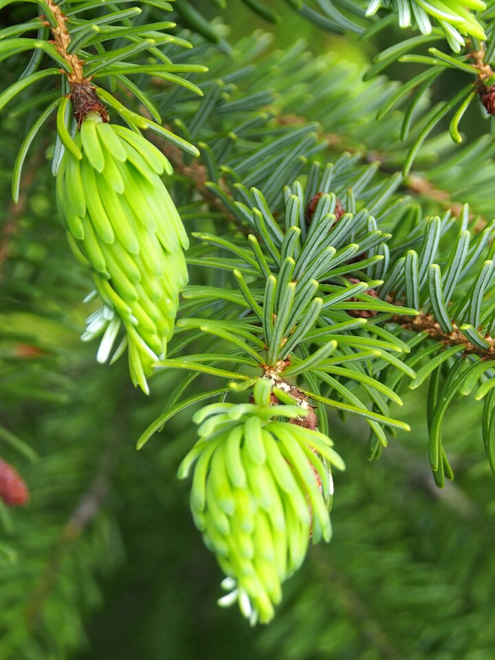 Spring fresh tree