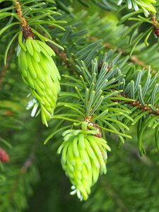 Spring fresh tree