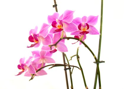 Petal blooming beautiful