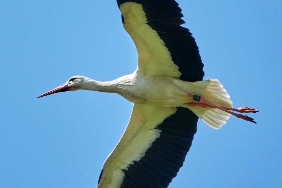 Bird rattle stork white stork